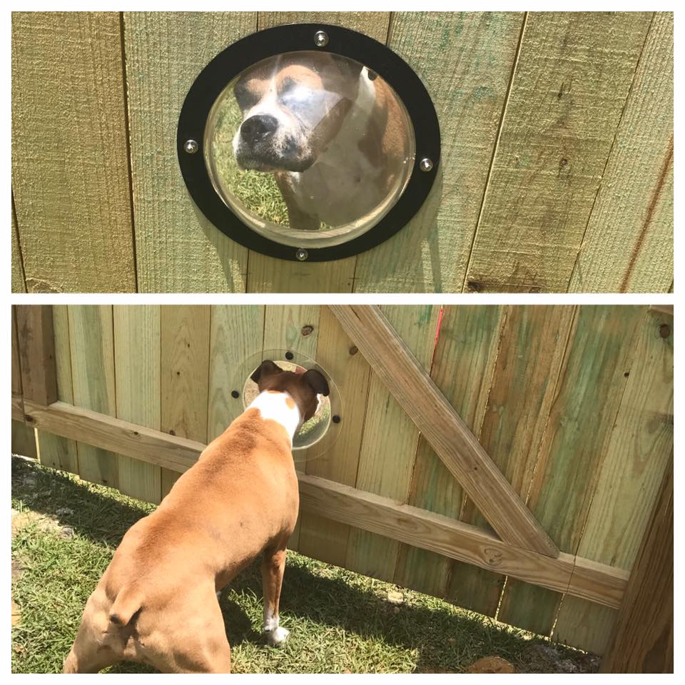 doggie domes pet porthole window in fence