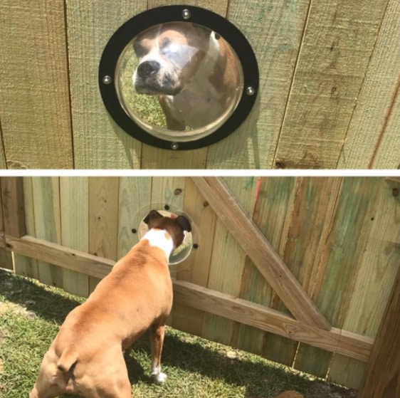 Doggie Dome - Pet Portal
